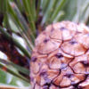 thumbDSCN2068.JPG