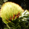 thumbDSCN3040.JPG